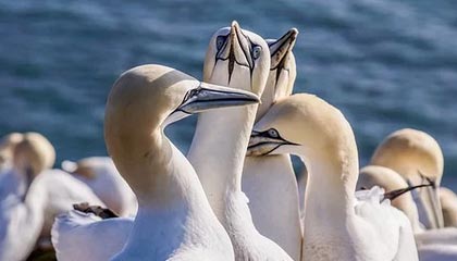 开云官方平台-大连英博客场表现稳健，积分稳步攀升，大连英新科技有限公司